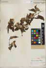Foto von Salix paraplesia C. K. Schneid.